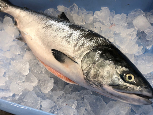北海道 厚岸産 生時しらず 1本 1.5kg前後 [ 鮭 サケ 時鮭 時サケ 魚 産地直送 ] 2709680 - 北海道厚岸町
