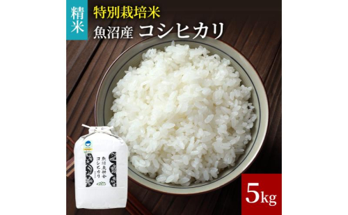 【令和8年産　新米先行受付】米農家自慢の 特別栽培米 魚沼産 コシヒカリ（精米）5kg×1袋 白米 お米 こめ コメ 魚沼産コシヒカリ こしひかり 魚沼 2710066 - 新潟県魚沼市