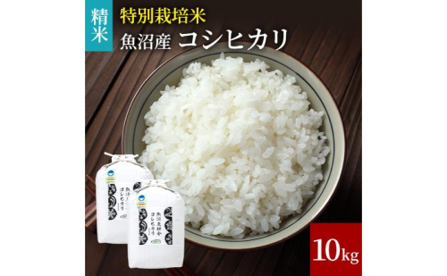 【令和8年産　新米先行受付】米農家自慢の特別栽培米魚沼産コシヒカリ(精米)10kg 白米 お米 こめ コメ 魚沼産コシヒカリ こしひかり 魚沼 2710067 - 新潟県魚沼市