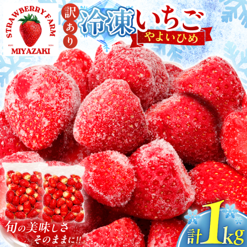≪訳あり≫都農町産「冷凍いちご(やよいひめ）」計1kg フルーツ 果物 デザート イチゴ 国産_T059-003 2710387 - 宮崎県都農町