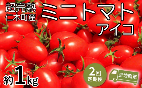 8・9月 2回発送[先行受付] 超完熟ミニトマト【アイコ】1kg 栽培期間中 農薬・除草剤不使用 サイズ混載 トマト ミニトマト アイコ 野菜 定期便 北海道 仁木町 [アイコファーム] 2710950 - 北海道仁木町