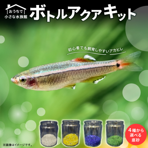 おうちで小さな水族館♪ ボトルアクア キット_BA6002n 2711471 - 和歌山県湯浅町