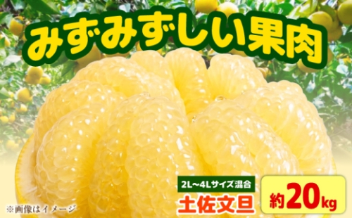 【先行予約】土佐文旦家庭用 約20kg 2L-4Lサイズ混合＜2027年1月下旬から順次発送＞ / ぶんたん ブンタン 文旦 フルーツ 柑橘 みかん 果物 くだもの 柑橘類 デザート おやつ さっぱり おいしい 甘い お取り寄せ 国産【玉木農園】 [BQAJ010] 2712908 - 高知県土佐市