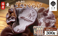 《国産》東北きくらげ【木華(もっか)】300g (100g×3パック) | きのこ 旬 国産きくらげ 生きくらげ 食物繊維 カルシウム ビタミンD ミネラル 低カロリー ヘルシー スーパーフード 美容 特産品 農薬不使用 食感 歯ごたえ 肉厚 プリプリ コリコリ ヒラヒラ  刺身 ポン酢 湯通し スープ 炒め物 サラダ おつまみ CONCO お取り寄せ 宮城県 白石市 白石【580001】