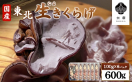 《国産》東北きくらげ【木華(もっか)】600g (100g×6パック) | きのこ 旬 国産きくらげ 生きくらげ 食物繊維 カルシウム ビタミンD ミネラル 低カロリー ヘルシー スーパーフード 美容 特産品 農薬不使用 食感 歯ごたえ 肉厚 プリプリ コリコリ ヒラヒラ  刺身 ポン酢 湯通し スープ 炒め物 サラダ おつまみ CONCO お取り寄せ 宮城県 白石市 白石【580002】