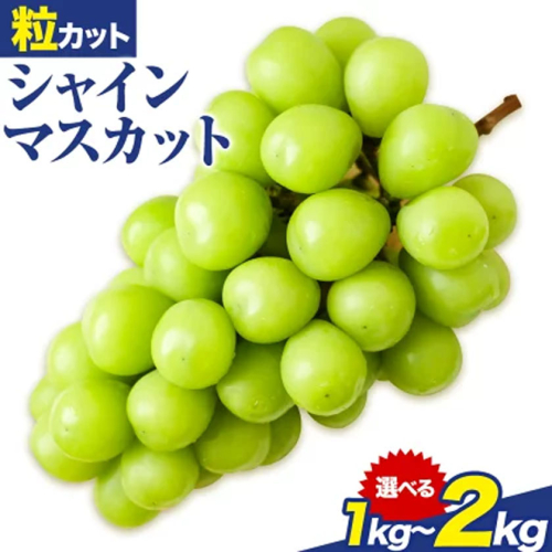 シャインマスカット 粒カット ばら 1kg 2kg Lino ＆ Kai Farm《2026年10月上旬-11月中旬頃出荷》マスカット 送料無料 岡山県 浅口市 シャインマスカット 岡山 ぶどう フルーツ 果物 2713624 - 岡山県浅口市