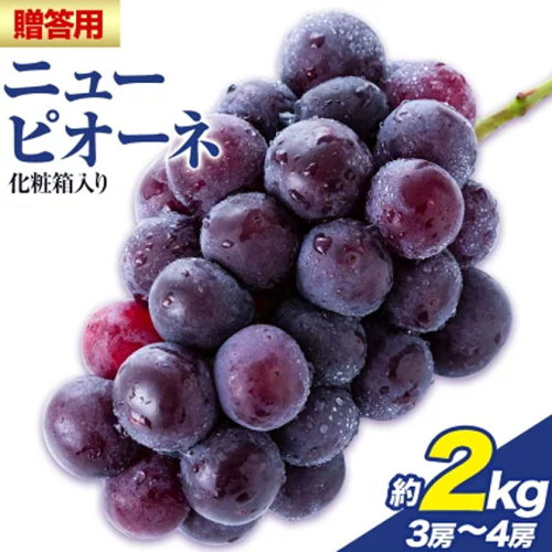 贈答用 フルーツ王国 岡山県産 ニューピオーネ 化粧箱入り 3房 ～ 4房 2kg【先行予約】 Lino ＆ Kai Farm《2026年9月中旬-10月中旬頃出荷》ピオーネ 送料無料 岡山県 浅口市 ギフト ニューピオーネ 岡山 ぶどう フルーツ 果物 2713629 - 岡山県浅口市