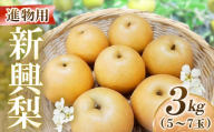 新興梨[進物]3kg(岸田秀果園) 鳥取 梨 なし ナシ 果物 フルーツ 和梨 新興梨 しんこうなし 人気 進物 贈答用