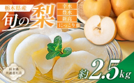 栃木県産 旬の梨 約2.5kg[栃木県共通返礼品] ns110-002-1[ 梨 幸水 豊水 新高 にっこり フルーツ 果物 旬 ]