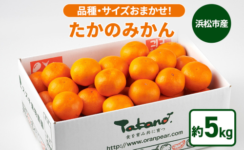 【11月下旬より順次発送】静岡県浜松市産 品種・サイズおまかせ！「たかのみかん」 約5kg 農園直送 スズキ果物農園 みかん ミカン 柑橘 早生みかん 片山みかん 青島みかん 静岡 浜松市　【配送不可：離島】 2716408 - 静岡県浜松市