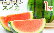 【先行予約】 スイカ １玉 青果 フルーツ 果物 くだもの 西瓜 すいか 空中立体栽培 やすらぎ市  yr-0119