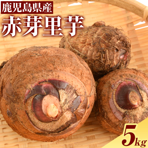赤芽里芋 5kg 芋 さといも かじや農産《12月上旬-3月末頃出荷》鹿児島県 さつま町 野菜 いも 2717031 - 鹿児島県さつま町