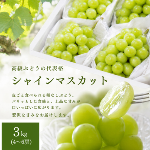 シャインマスカット 約3kg(4～６房) 秀品 FY26-228 2717039 - 山形県山形市