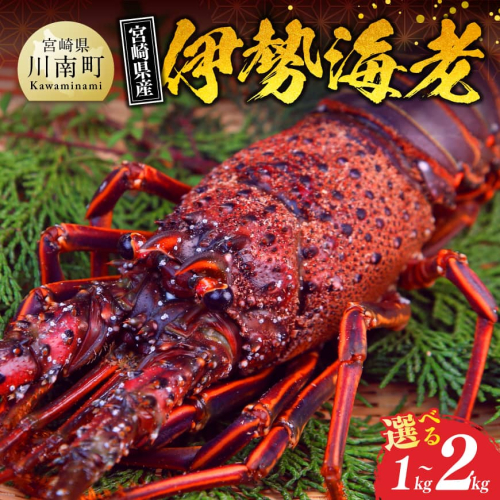 ※内容量が選べる※【担当者厳選！】伊勢海老 【 伊勢えび 伊勢海老 魚介類 いせえび 海産物 宮崎県産 国産 】 2718245 - 宮崎県川南町