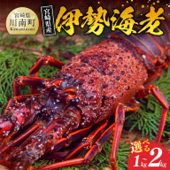 ※内容量が選べる※【担当者厳選！】伊勢海老 【 伊勢えび 伊勢海老 魚介類 いせえび 海産物 宮崎県産 国産 】