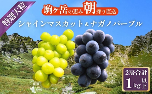 特選大粒シャインマスカット1房 ＆ 特選大粒ナガノパープル1房 (2房合計1kg以上)  セット 大粒 種なし 皮ごと 食べ比べ フルーツ 果物 マスカット 旬のフルーツ 信州産 長野県 2719652 - 長野県駒ヶ根市