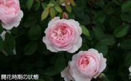 【R6年2月以降発送】バラ 鉢植え 「ウィズレー2008」