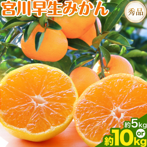 【先行予約】宮川 早生 みかん 選べる 内容量 約 5kg (S～Mサイズ) 約 10kg (S～Mサイズ) 松井農園《2026年12月上旬-2027年1月上旬頃出荷予定》 和歌山県 日高川町 みかん早生 旬 柑橘 フルーツ 果物 ミカン 蜜柑 2720722 - 和歌山県日高川町