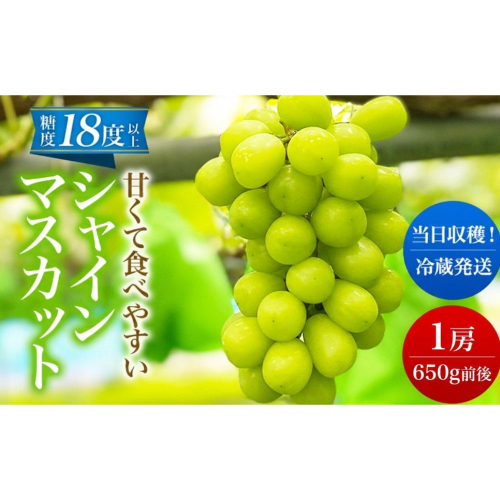【 先行予約 】 シャインマスカット 1房 650g前後＜出荷時期：2026年10月上旬～10月中旬ごろ＞【 数量限定 期間限定 果物 果物類 フルーツ ぶどう ブドウ 葡萄 マスカット 秋田 にかほ 】 2720733 - 秋田県にかほ市