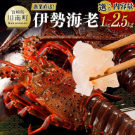 ※内容量が選べる※【漁協直送！】伊勢海老 【 魚介 伊勢海老 イセエビ 】