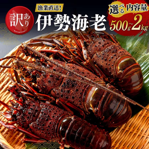 ※内容量が選べる※ 【訳あり！】【漁協直送！】冷凍伊勢海老 【 伊勢海老 イセエビ 訳あり 魚介 】 2720816 - 宮崎県川南町
