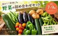 野菜 詰め合わせ セット 7種 〜 9種 種類おまかせ 栽培期間中 農薬 化学肥料 除草剤 不使用 やさい yasai YASAI やさいセット 旬 春野菜 夏野菜 秋野菜 冬野菜 採れたて 新鮮 豊富 お便り 国産 旬の野菜 おまかせ 農家直送 産地直送 10000円 ハジまる畑 神奈川 湘南 藤沢
