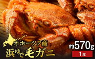 浜頓別産 ボイル毛蟹　約570g　1尾