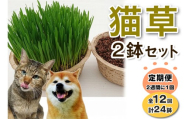 [定期便／2週間に1回 全12回] 猫草2鉢セット×12回 (計24鉢)｜猫草 定期便 猫草 サブスク 12回 猫草 2週間ごと 定期 2鉢 定期配送 定期購入 [1198]
