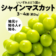 【 先行予約 ・ 数量/期間限定 】 シャインマスカット 3～4房（約2kg ） ブドウ ぶどう マスカット 種なし 皮ごと フルーツ 果物 くだもの 産直 新鮮 採れたて [CQ05-NT]