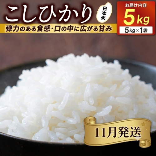 ＼先行予約・11月発送／★令和8年産★山崎観光農園のお米　コシヒカリ　白米5kg｜ 益子町 お米 コシヒカリ 白米 精米 5kg（AU044-11） 2721953 - 栃木県益子町