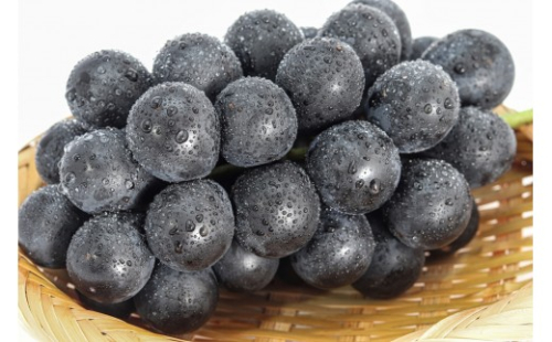ナガノパープル約1kg 以上【2026年9月以降発送予定】(さらしな青果) |  ぶどう ナガノパープル  オリジナル 人気 おすすめ 葡萄 ブドウ フルーツ 果物 種なし 皮ごと 大粒 旬 ギフト プレゼント 長野県 長野市 信州 信濃 ふるさと納税 2722004 - 長野県長野市