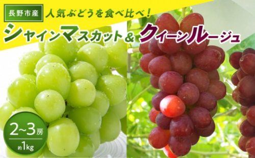 長野市産 クイーンルージュ(R)＆シャインマスカット 1kg【2026年9月中旬以降出荷分】 |  ぶどう クイーンルージュ 希少 シャインマスカット 人気 おすすめ 葡萄 ブドウ フルーツ 果物 食べ比べ 皮ごと 種なし 糖度 ギフト プレゼント 長野県 長野市 信州 信濃 ふるさと納税 2722005 - 長野県長野市