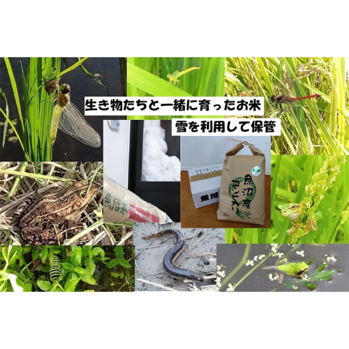 【令和8年産 先行予約】 精米 5kg 魚沼産コシヒカリ こしひかり 農薬化学肥料栽培期間中不使用・生態系保全・再生可能エネルギー・エコファーマー・生産工程管理 魚沼産コシヒカリ 2722525 - 新潟県魚沼市