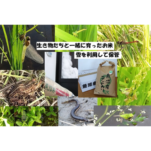【令和8年産 先行予約】 精米 10kg 魚沼産コシヒカリ こしひかり 農薬化学肥料栽培期間中不使用・生態系保全・再生可能エネルギー・エコファーマー・生産工程管理 2722526 - 新潟県魚沼市