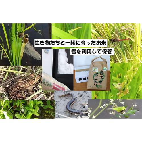 【令和8年産 先行予約】 玄米 5kg 魚沼産コシヒカリ こしひかり 有機栽培・生態系保全・再生可能エネルギー・エコファーマー・生産工程管理 2722527 - 新潟県魚沼市