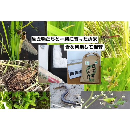 【令和8年産 先行予約】 玄米 10kg 魚沼産コシヒカリ こしひかり 有機栽培・生態系保全・再生可能エネルギー・エコファーマー・生産工程管理 2722528 - 新潟県魚沼市
