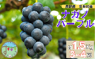 ナガノパープル　約1.5kg(3~4房)