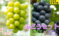 シャインマスカット＆ナガノパープル　4パック（360g×4パック)