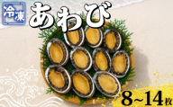 冷凍あわび 8～14枚 海鮮 魚介 貝 あわび 殻付き 鮑 刺身 刺し身 蒸しあわび バター焼き 高級食材 韓国産 養殖 鮑 肉厚 濃厚 バーベキュー BBQ アウトドア 下関 山口 《さわ水産：SW》