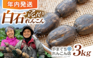 【先行予約 2026年10月～発送】【年内発送】【祖母は104歳 健康長寿の源！】 白石れんこん3kg 【やまぐちれんこん店】蓮根 レンコン 根菜 野菜 佐賀県産 白石 [ICT003]