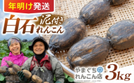 【先行予約 2027年1月～発送】【年明け発送】【祖母は104歳 健康長寿の源！】 白石れんこん3kg 【やまぐちれんこん店】蓮根 レンコン 根菜 野菜 佐賀県産 白石 [ICT004]