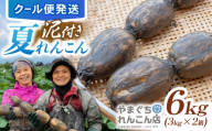 【先行予約 2026年9月～発送】【9月頃発送】【祖母は104歳 健康長寿の源！】 白石れんこん6kg（3kg×2箱） 【やまぐちれんこん店】 蓮根 レンコン 根菜 野菜 佐賀県産 白石 [ICT005]
