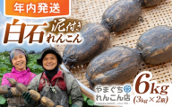 【先行予約 2026年10月～発送】【年内発送】【祖母は104歳 健康長寿の源！】 白石れんこん6kg（3kg×2箱）【やまぐちれんこん店】蓮根 レンコン 根菜 野菜 佐賀県産 白石 [ICT006]