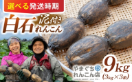 【先行予約 2026年10月～発送】【年内発送】【祖母は104歳 健康長寿の源！】 白石れんこん9kg（3kg×3箱） 【やまぐちれんこん店】 蓮根 レンコン 根菜 野菜 佐賀県産 白石 [ICT008]