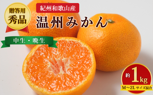 【先行予約】【贈答用・秀品】紀州和歌山産 温州みかん 約1kg（箱込み）M～2L サイズ混合（中生・晩生） 2724333 - 和歌山県美浜町