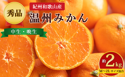 【先行予約】【秀品】紀州和歌山産 温州みかん 約2kg（箱込み） M～2L サイズ混合（中生・晩生） 2724574 - 和歌山県美浜町