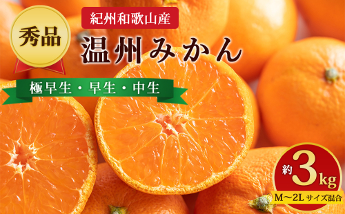 【先行予約】【秀品】紀州和歌山産 温州みかん 約3kg（箱込み） M～2L サイズ混合（極早生・早生・中生） 2724576 - 和歌山県美浜町