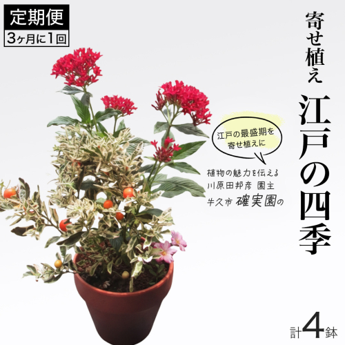 寄せ植え 江戸の四季 【 3ヶ月に1回お届け (全4回お届け) 】 植物 季節 旬 ガーデニング インテリア 定期便 2724593 - 茨城県牛久市
