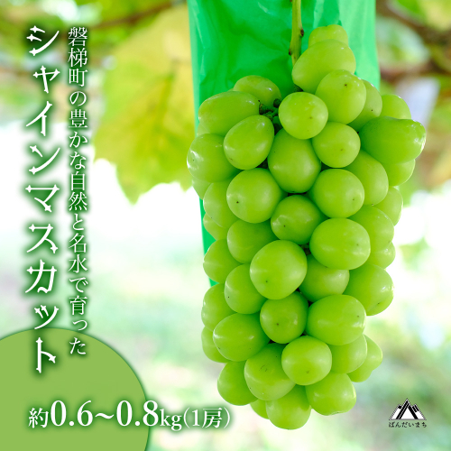 【先行予約】磐梯町産 シャインマスカット 約0.6～0.8kg（1房）　※2026年9月～10月発送予定　　大粒 種無し 2724676 - 福島県磐梯町
