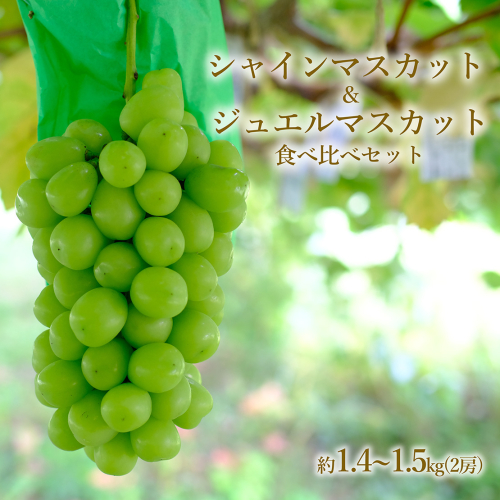 【先行予約】磐梯町産 シャインマスカット＆ジュエルマスカットの食べ比べセット 約1.4～1.5kg（2房）　※2026年9月～10月発送予定　　大粒 種無し 2724679 - 福島県磐梯町
